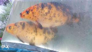 Breeding pair of carp