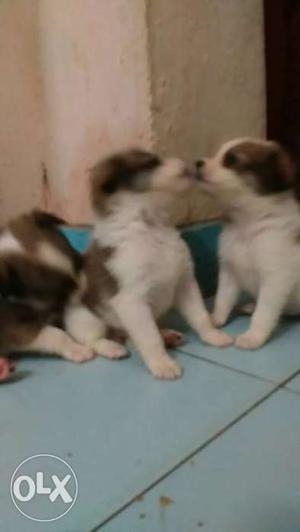 Brown And White Short Coated Puppies