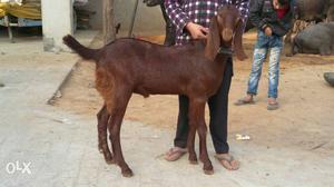 Brown Beetal Goat