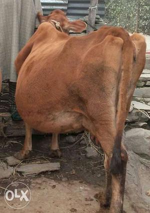Brown Cow In Baramula