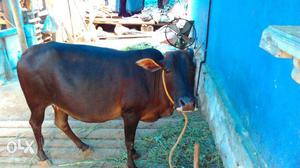 Brown Cow (Kasargod dwarf) In Thodupuzha