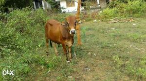 Brown ox In palakkaf