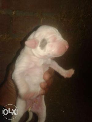 Bully pup female sale