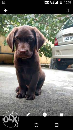 Chocolate labrador 60days old vaccinated