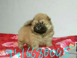 Chow chow 35 days pups available