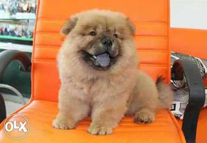 Chow chow high quality pupps Available for show