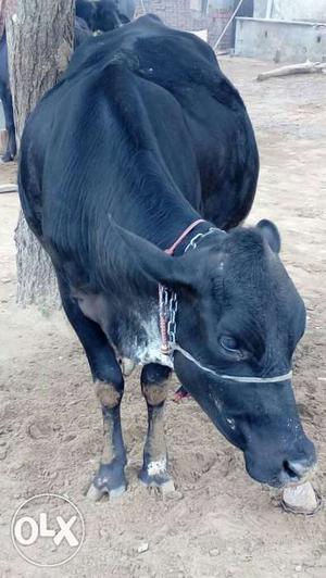Cow for sell 10ya15days m bhiyagi 1st time