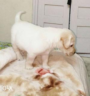 Cream Labrador Retriever healthy & active Puppy female