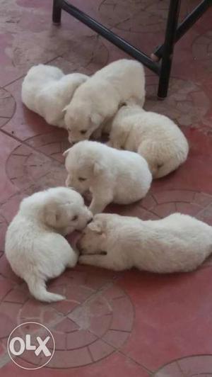Cute Pomeranian puppies for sale three males and