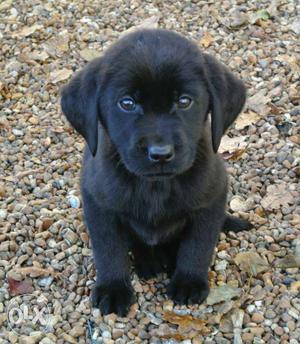 Cute black colour 1 month old Labrador female pup