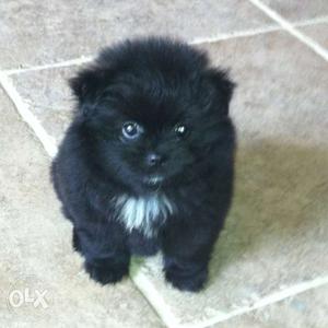 Cute pomerianian puppies contact in this num