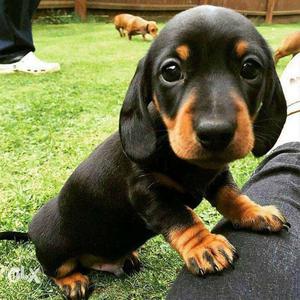 Dachushund female pupps at sam kennel in top quality