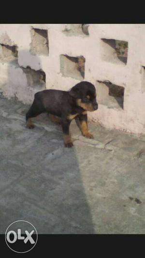 Doberman Puppy for sell