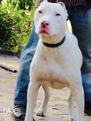 Dog breed pitbull for sale with heavy bone 10