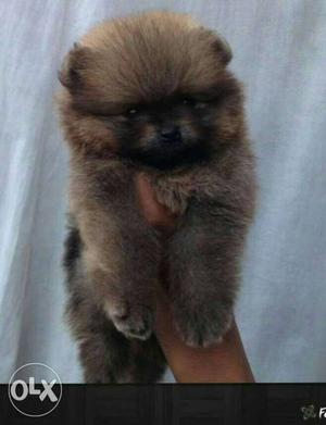 Excellent quality toy pom puppies for sale in