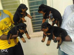 Extraordinary show quality rottweiler pups wit