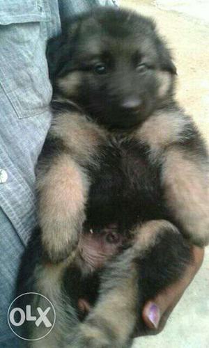 Extreme Quality of German Shepherd male and female puppies