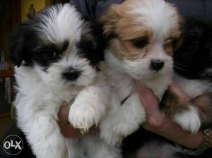 Female Lhasa apso puppies