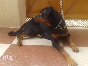 Female rottweiler very watchfull and only one