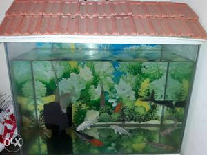 Fish tank for sell only999