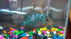 Flowerhorn fish with developing head!