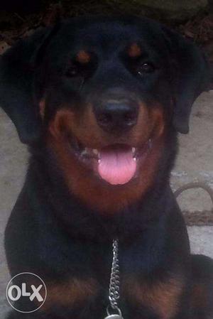 For Sale One year old Rottweiler dog