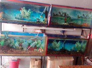 Four Fish Tank with stend