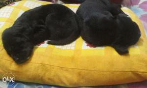Full black cute Labrador puppy for sale. 15 days