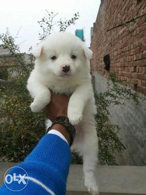 Full white pom pup age 30 days Male price 