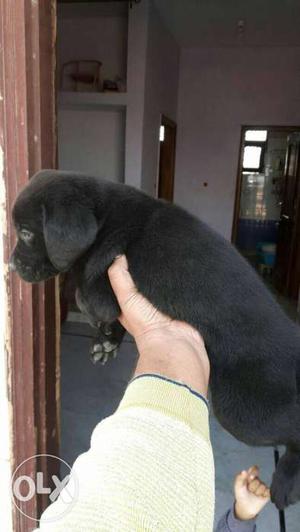 Genuine and pure Labrador z black male age 60 days