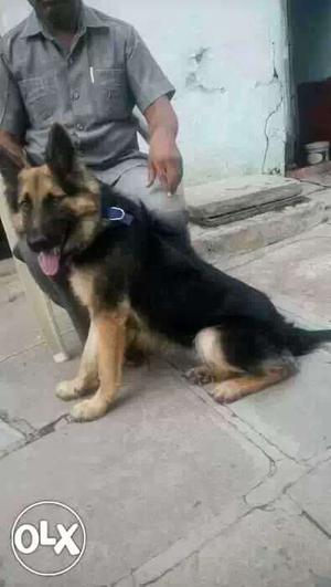 German Shepherd 1 year old male available