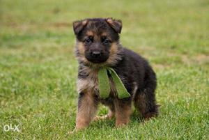 German Shepherd Puppies For Sell +good Quality