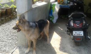 German shepeard male dog available for crossing