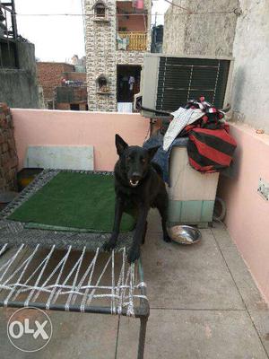 German shepherd black dog age 9 month angry