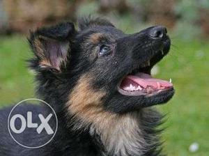 German shepherd puppy show quality