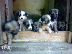 Getrman Sheperd: female 5 puppies 42 days old