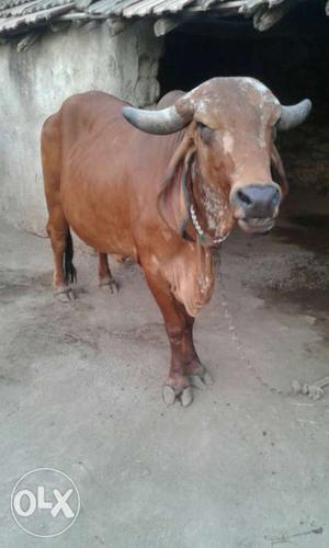 Gir cow for sell