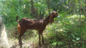 Goats farm thrissur original goats