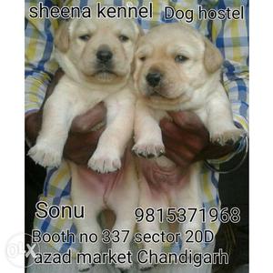 Golden Labrador pups available 35 days old from