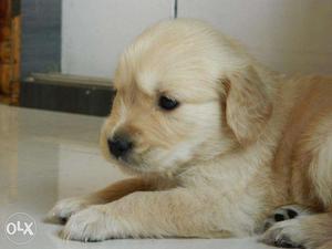 Golden Retriver Female Puppy up for sale!