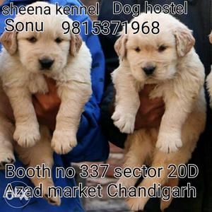 Golden retreiver pups available 35 days old good