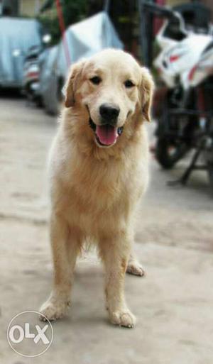 Golden retrieval dog available for meeting 1year