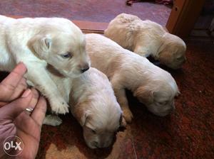 Golden retriever puppy for sale. It is very