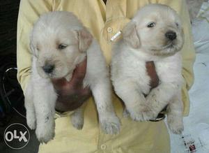 Golden retriver and Labrador puppies for sale