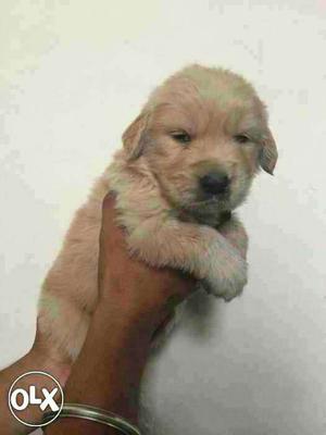 Golden retriver ''the no.1 dog puppy for sell