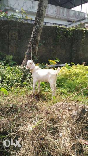 Good breed male and female goat for sale from