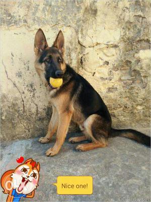 Good learned male German sheperred...8 month old