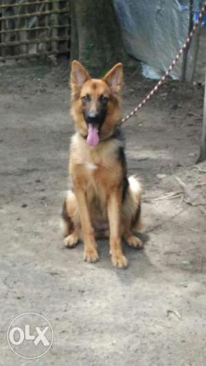 Good lineage gsd one year's old