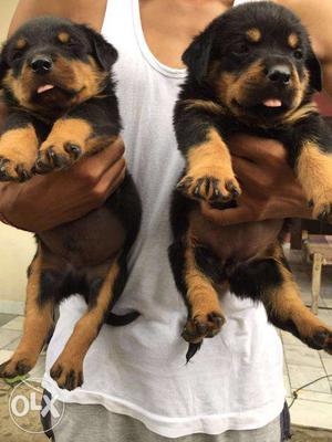 Good quality for sel in rott puppies
