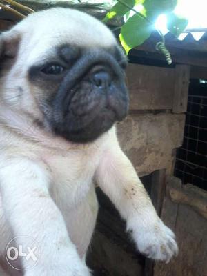 Good quality pugMale puppy thirtytwo days